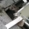Prevent Critters From Living In Your Gutters By Getting Your Gutters Cleaned!